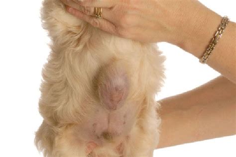 Hernia umbilical en perros | Causas, Síntomas y Tratamiento