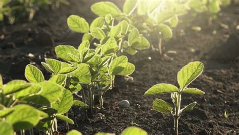 Herramientas que potencian el cultivo de soja, desde la ...