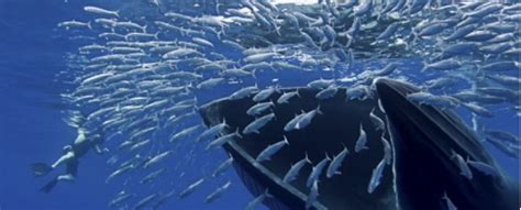 Herring: Humpback whale eating herring | Shoal of fish ...