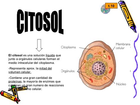 Hialoplasma o Citosol