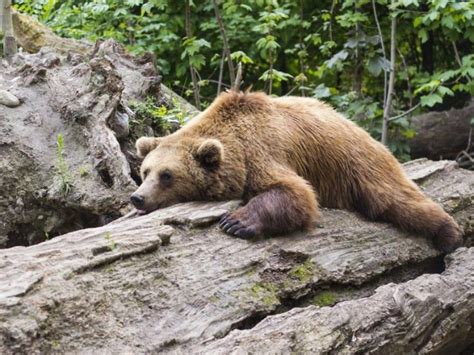 Hibernación frío | Oso pardo, Hibernación, Osos