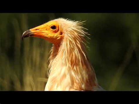 Hide aves carroñeras en Crémenes   YouTube