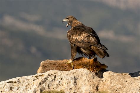 Hide de águila real en Murcia | Agencia de viajes para ...