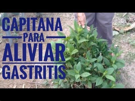 Hierba  Capitana  para Gastritis   YouTube | Hierbas, Remedios ...
