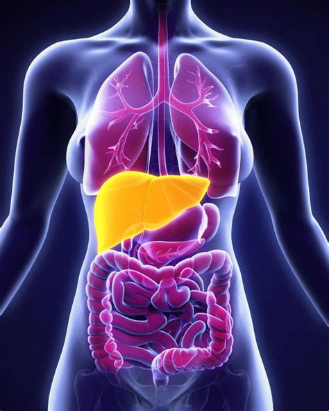 Hígado graso: Consejos para curar y limpiar el Hígado de forma natural ...