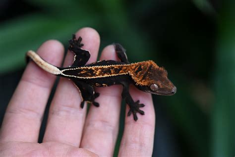 High Contrast Pinstripe Crested Gecko For Sale | Fringemorphs