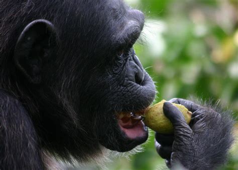 High quality diet  likely source of primate brain growth ...