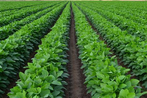 High yield soybeans looking good | Appling County Crop E News