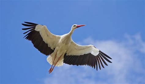 Highest Flying Birds   WorldAtlas.com
