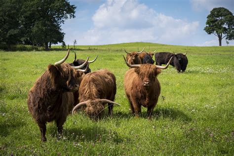 Highland Heritage Beef | The History of a Quality Beef