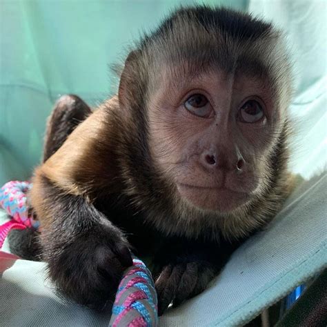 highly intelligent Capuchin monkey for sale | BuyForFarm