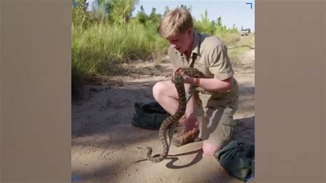 Hijo de Steve Irwin, el ‘cazador de cocodrilos’, fue mordido por una ...