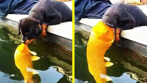 Hilarious Photos Of Dogs Acting Weird 「 funny photos ...