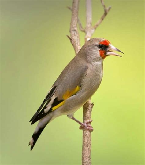Himalayan goldfinch | Pajaros silvestres, Fauna europea ...