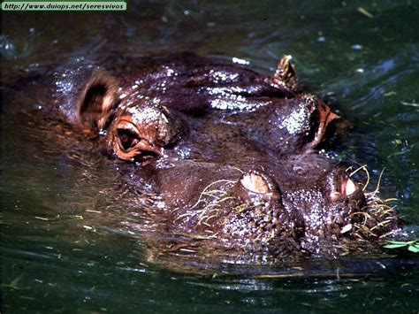 Hipopotamuses photos