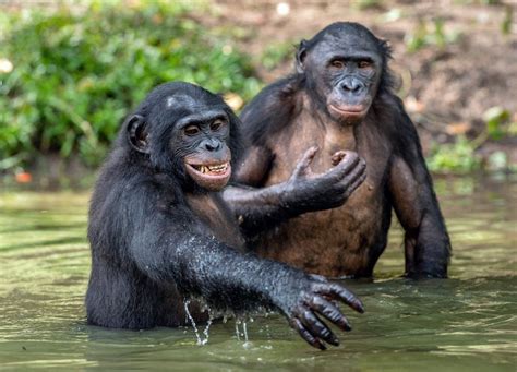 Hippie Chimps  Had Sex with Mysterious  Ghost Ape ...