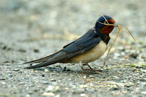 Hirundo rustica, Barn Swallow