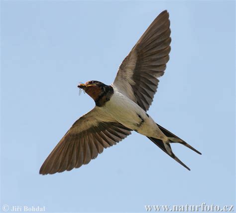 Hirundo rustica Pictures, Barn Swallow Images, Nature ...