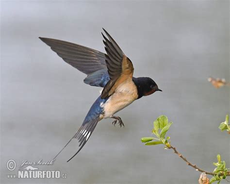 Hirundo rustica Pictures, Barn Swallow Images, Nature ...