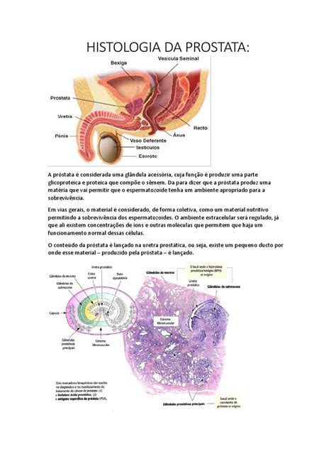 Histologia Da Prostata | Próstata | Anatomia Animal