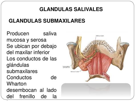 Histologia de glandulas salivales
