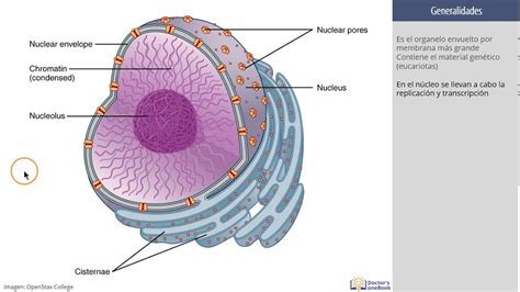 Histología: El núcleo de la célula para estudiantes de ...