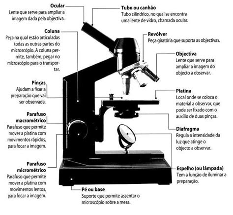 Histologia Humana/microscópio   Wikilivros