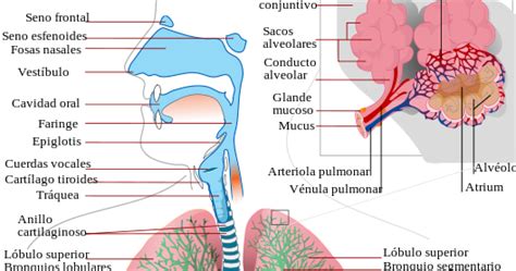 Histología: Sistema Respiratorio: Generalidades del Sistema Respiratorio