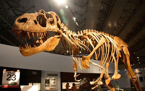 Historia de los Dinosaurios: Tipos, extinción, y más ...