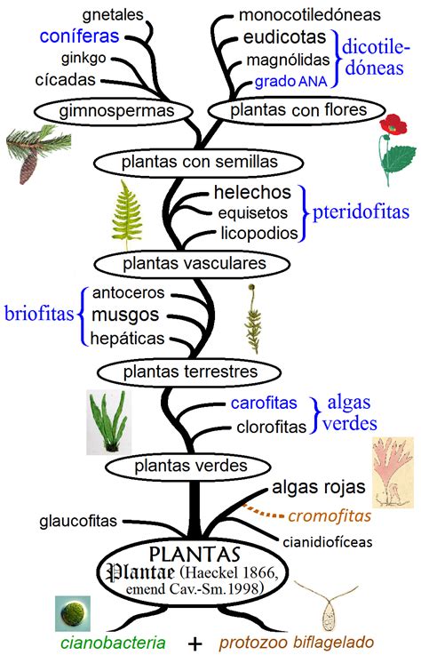 Historia evolutiva de las plantas   Wikiwand