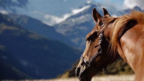 Historia: Por qué el caballo es el animal más importante ...
