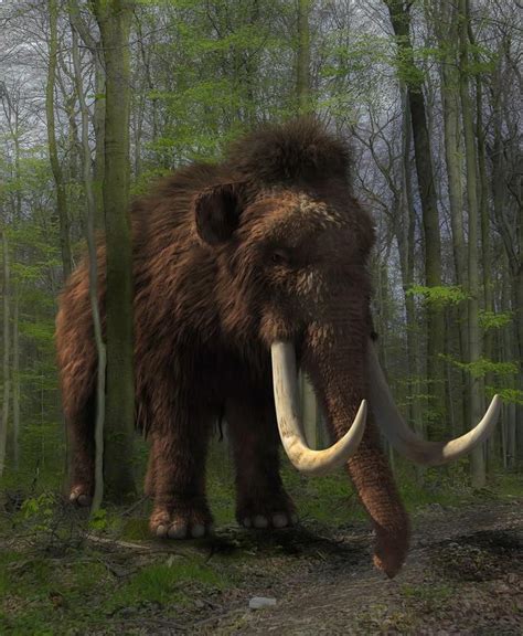 Historias: ¿Por qué el mamut es el animal  de moda  en Siberia ...