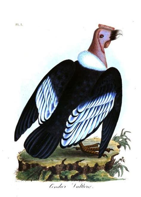 HISTORIAS ZOOLOGICAS: EL CONDOR ANDINO – Vultur gryphus   PARTE I   LOS ...