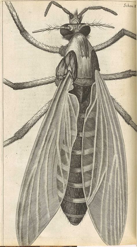 Historical Anatomies on the Web: Robert Hooke s ...