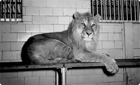 History of Central Park Zoos : NYC Parks