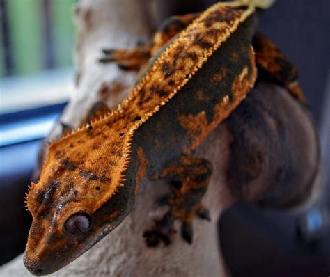 Hoja de cuidados del gecko crestado, vida útil, hábitat y dieta   Más ...