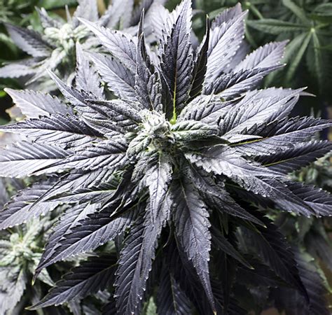 Hojas moradas en plantas de Marihuana