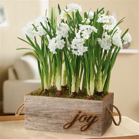 Holiday Paperwhites in Reclaimed Wood Box | Floral Gifts ...