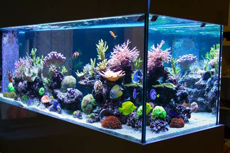 Home Aquariums   Enviropacs