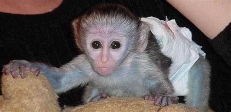 Home Raised Baby Capuchin Monkeys Available FOR SALE from ...