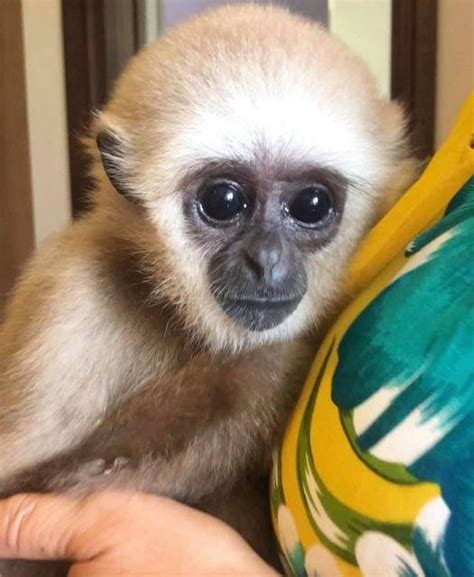 Home Raised Baby Capuchin Monkeys.., Exotic animals, for ...