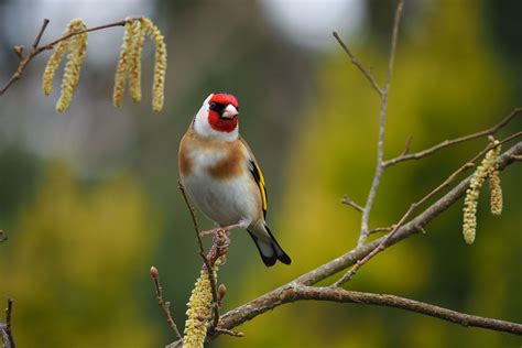 Home   طيور العرب | Cute birds, Bird, Goldfinch
