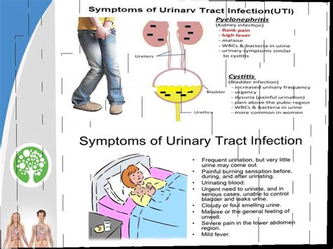 Homeopathy’s Perfect Solution for Bladder Problems   YouTube