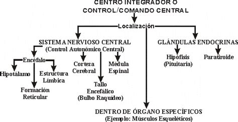 HOMEOSTASIA: Mecanismos  2001 Edgar Lopategui Corsino
