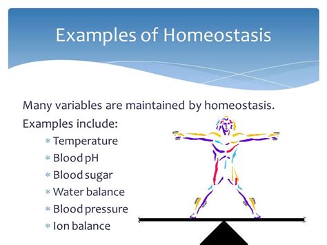 Homeostasis and Dynamic Equilibrium   OBEN Science 7E