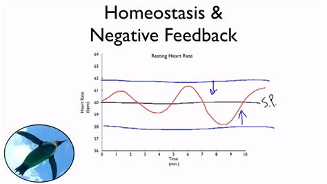 Homeostasis And Negative Feedback   YouTube