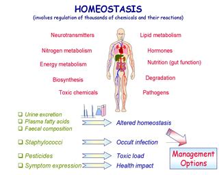 Homeostasis; Autorregulación Fisiológica