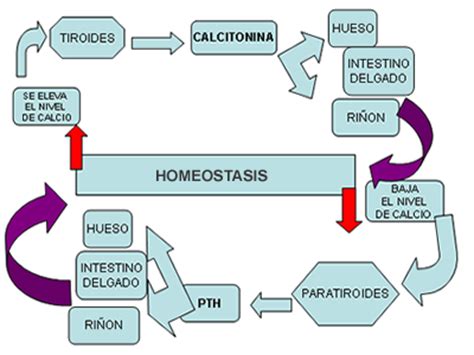 HOMEOSTASIS DEL CALCIO: HOMEOSTASIS DEL CALCIO