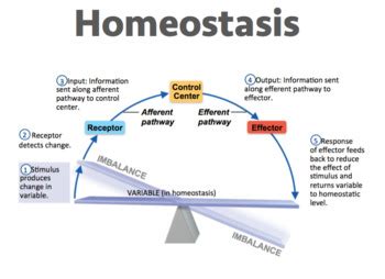 Homeostasis  Editable  by Miss Epic s Science Spot | TpT