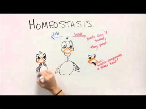 Homeostasis Examples   YouTube